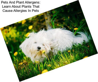 Pets And Plant Allergens: Learn About Plants That Cause Allergies In Pets
