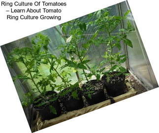 Ring Culture Of Tomatoes – Learn About Tomato Ring Culture Growing