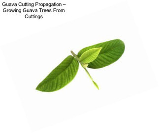 Guava Cutting Propagation – Growing Guava Trees From Cuttings