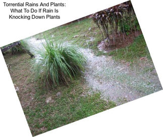 Torrential Rains And Plants: What To Do If Rain Is Knocking Down Plants
