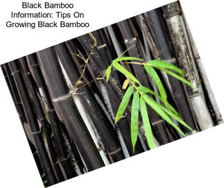 Black Bamboo Information: Tips On Growing Black Bamboo