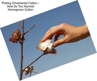 Picking Ornamental Cotton – How Do You Harvest Homegrown Cotton