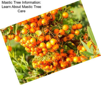 Mastic Tree Information: Learn About Mastic Tree Care