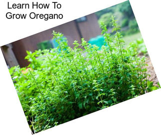 Learn How To Grow Oregano