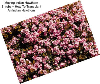 Moving Indian Hawthorn Shrubs – How To Transplant An Indian Hawthorn