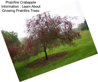 Prairifire Crabapple Information : Learn About Growing Prairifire Trees
