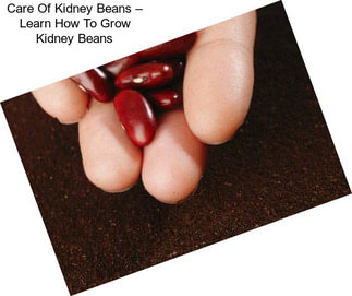 Care Of Kidney Beans – Learn How To Grow Kidney Beans