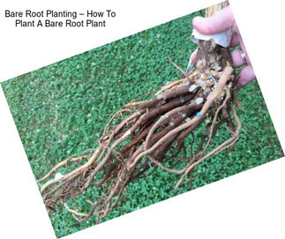 Bare Root Planting – How To Plant A Bare Root Plant