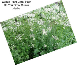 Cumin Plant Care: How Do You Grow Cumin Herbs