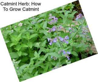 Catmint Herb: How To Grow Catmint