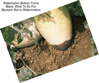 Watermelon Bottom Turns Black: What To Do For Blossom Rot In Watermelons