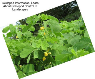 Sicklepod Information: Learn About Sicklepod Control In Landscapes