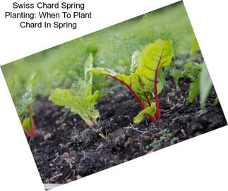 Swiss Chard Spring Planting: When To Plant Chard In Spring