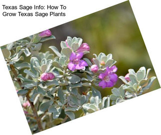 Texas Sage Info: How To Grow Texas Sage Plants
