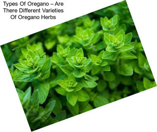 Types Of Oregano – Are There Different Varieties Of Oregano Herbs