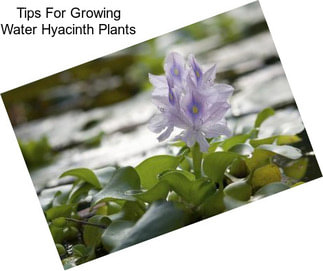 Tips For Growing Water Hyacinth Plants