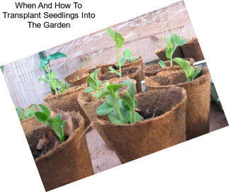 When And How To Transplant Seedlings Into The Garden