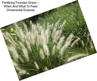 Fertilizing Fountain Grass – When And What To Feed Ornamental Grasses