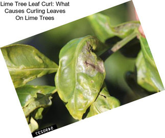 Lime Tree Leaf Curl: What Causes Curling Leaves On Lime Trees