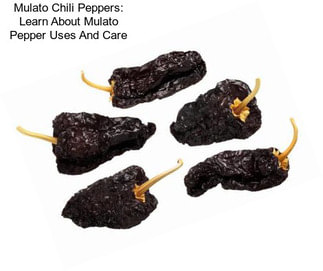 Mulato Chili Peppers: Learn About Mulato Pepper Uses And Care