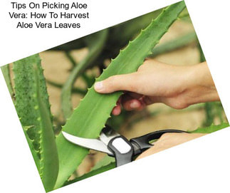 Tips On Picking Aloe Vera: How To Harvest Aloe Vera Leaves