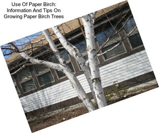 Use Of Paper Birch: Information And Tips On Growing Paper Birch Trees