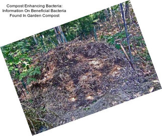 Compost Enhancing Bacteria: Information On Beneficial Bacteria Found In Garden Compost