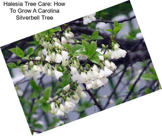 Halesia Tree Care: How To Grow A Carolina Silverbell Tree