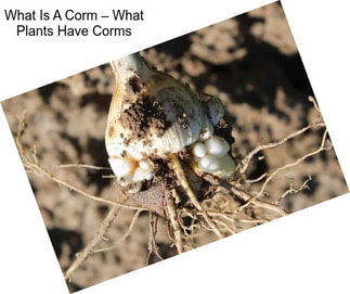 What Is A Corm – What Plants Have Corms