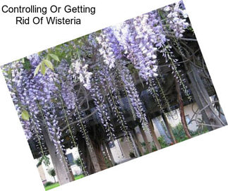 Controlling Or Getting Rid Of Wisteria