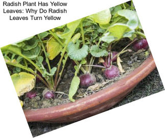 Radish Plant Has Yellow Leaves: Why Do Radish Leaves Turn Yellow