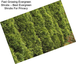 Fast Growing Evergreen Shrubs – Best Evergreen Shrubs For Privacy