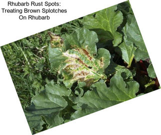 Rhubarb Rust Spots: Treating Brown Splotches On Rhubarb