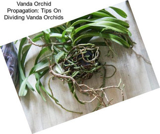 Vanda Orchid Propagation: Tips On Dividing Vanda Orchids