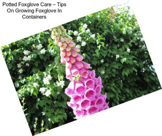 Potted Foxglove Care – Tips On Growing Foxglove In Containers