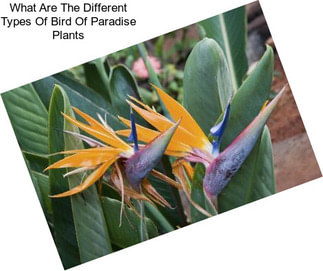 What Are The Different Types Of Bird Of Paradise Plants