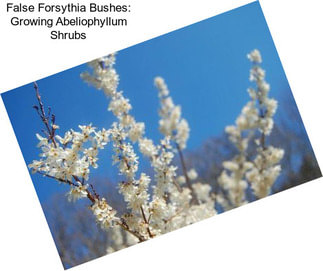 False Forsythia Bushes: Growing Abeliophyllum Shrubs