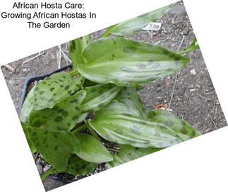 African Hosta Care: Growing African Hostas In The Garden