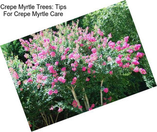 Crepe Myrtle Trees: Tips For Crepe Myrtle Care