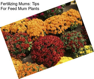 Fertilizing Mums: Tips For Feed Mum Plants