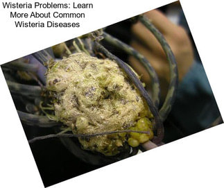 Wisteria Problems: Learn More About Common Wisteria Diseases