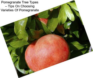 Pomegranate Tree Types – Tips On Choosing Varieties Of Pomegranate