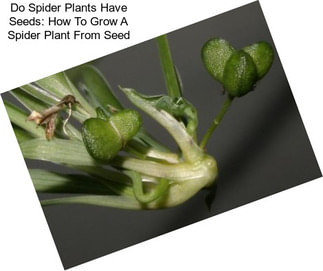 Do Spider Plants Have Seeds: How To Grow A Spider Plant From Seed