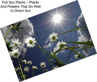 Full Sun Plants – Plants And Flowers That Do Well In Direct Sun