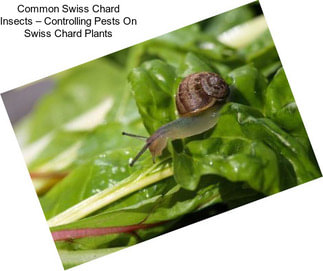 Common Swiss Chard Insects – Controlling Pests On Swiss Chard Plants