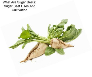 What Are Sugar Beets: Sugar Beet Uses And Cultivation