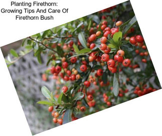 Planting Firethorn: Growing Tips And Care Of Firethorn Bush