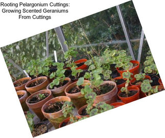 Rooting Pelargonium Cuttings: Growing Scented Geraniums From Cuttings