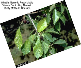 What Is Necrotic Rusty Mottle Virus – Controlling Necrotic Rusty Mottle In Cherries