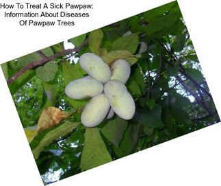How To Treat A Sick Pawpaw: Information About Diseases Of Pawpaw Trees